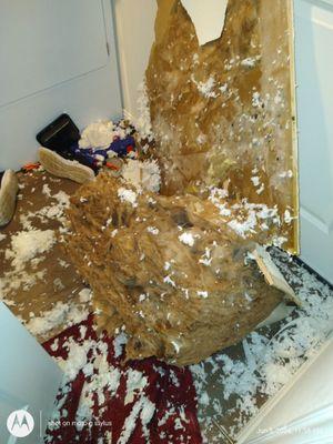 Mess in the laundry room with black mold