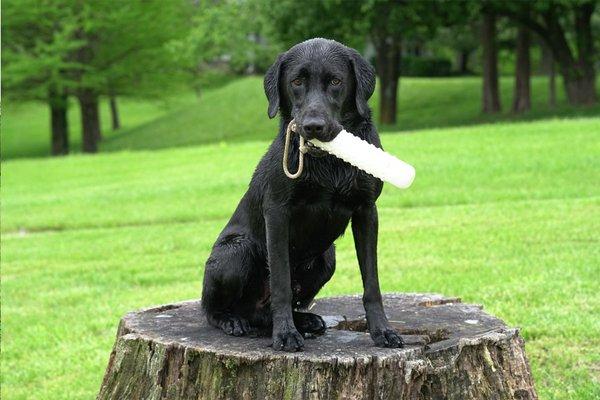 Retriever Training