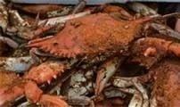 NC blue crab