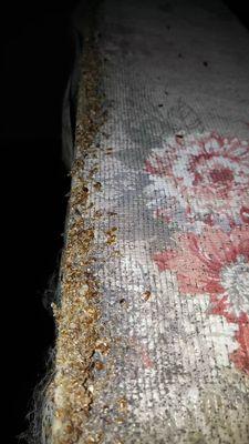 Bed Bugs and eggs - Mt Morris PA