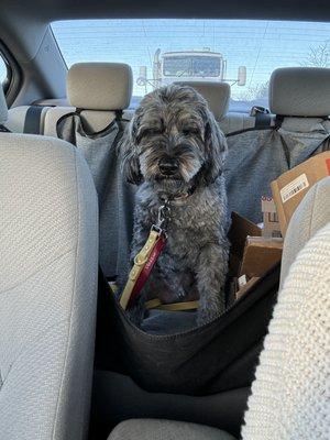 Remus in the car on the way home from a weekend boarding with CO Dog Academy. He's always so happy and so sleepy!