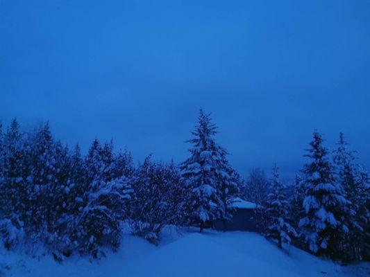 Beautiful trees with Snow