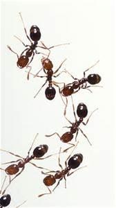 We get rid of your ants