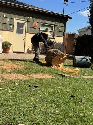 Trunk removal