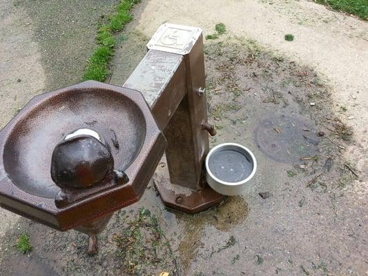 Dog water bowl!