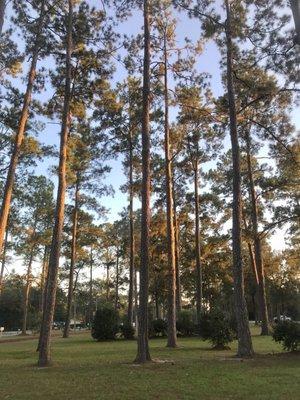 Lots of pine trees, lots of shade