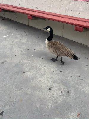 goose?