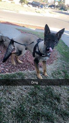 What he looked like after they shaved his fur completely off . Was very shocking to see !