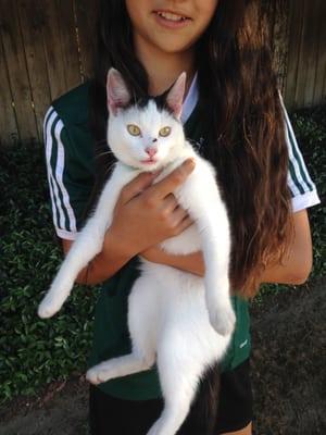 This is a very loving sweet black and white cat. Tail is black. Found by Cedar Ridge Drive - Whispering pines. Call 925-705- 1940.