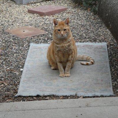 Mr. Sunshine DOB July 2008.  Still healthy and going strong. Vet: Dr. Kahlon