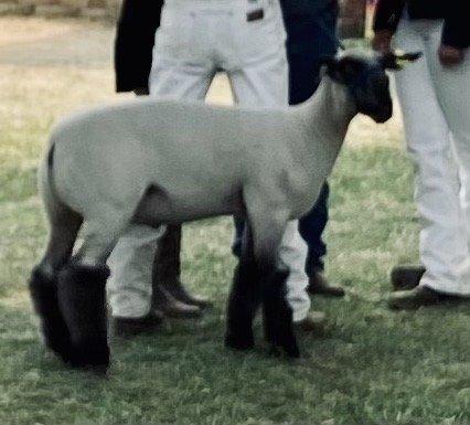 Mary had a little lamb (chop)!