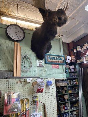 Big Moose head on the wall