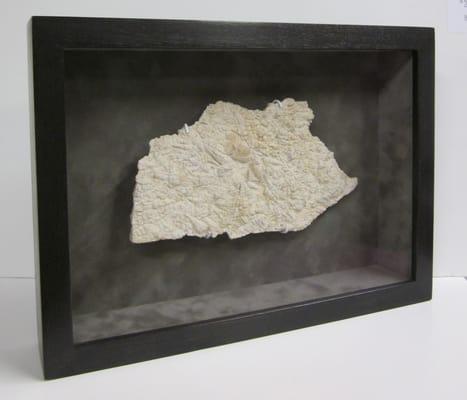 Dead Sea Fossil in Shadowbox