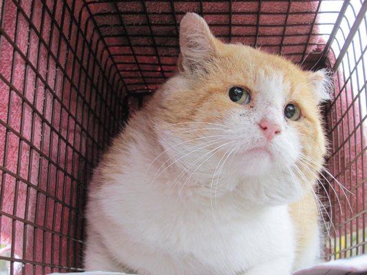 A cat headed to clinic to be neutered, vaccinated, microchipped and released in his home yard