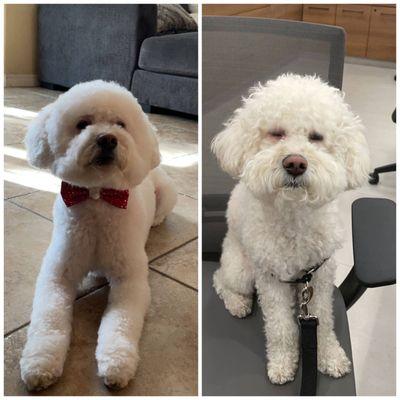 Dog grooming transformation