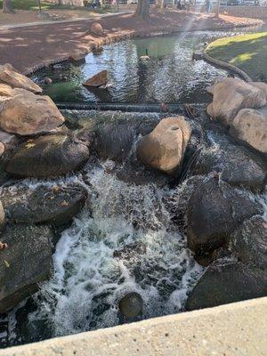 Ducks near the waterfall