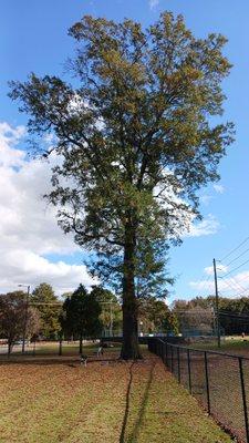 One big old tree