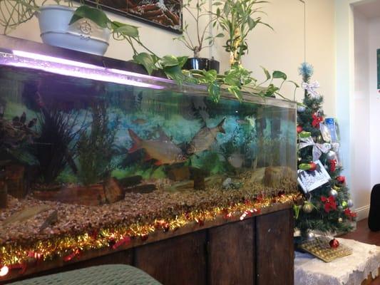 Fish tank in waiting area