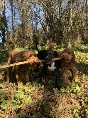 Classic pic of Boston, Doctor and Charlie hustling for a stick