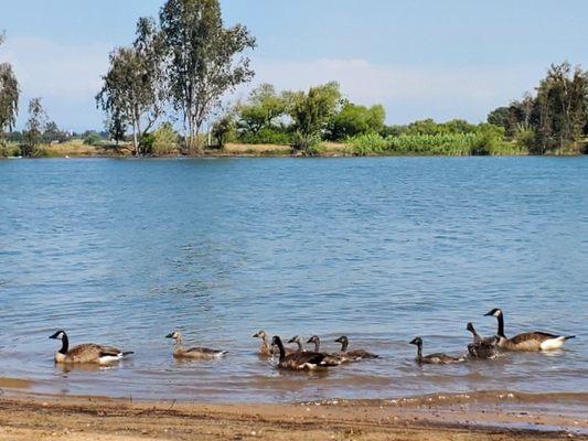 Lots of geese and goslings