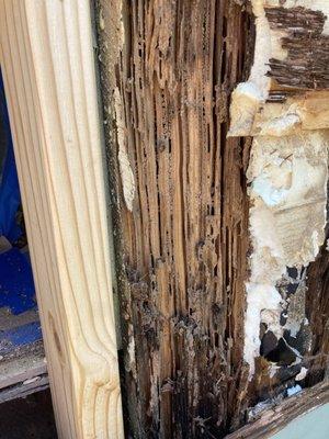 Old termite-eaten studs crumbling away