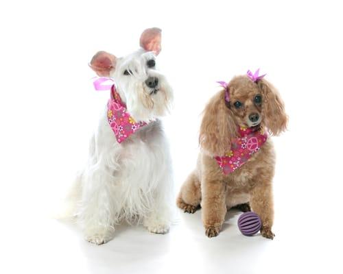 Bunny and Zoe's photograph by Vincent with Studio Pup after their grooms