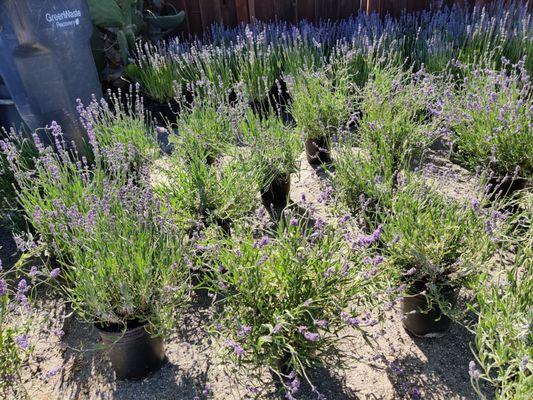 Lavender I recently purchased for some arrangements.