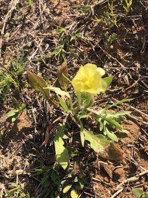 Wild flowers