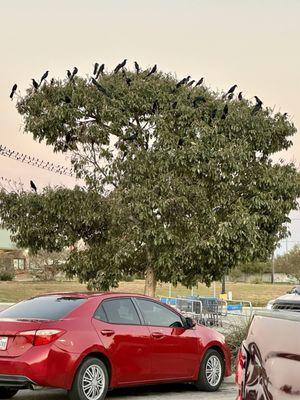 Shopping and noticed all the big birds 10/12/24