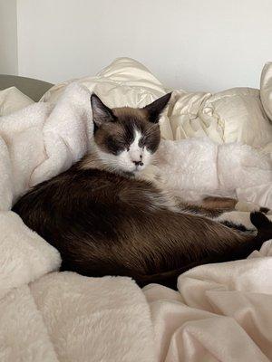 This is Mocha, 12 year old Siamese gentleman rescue who has his fur ever home.