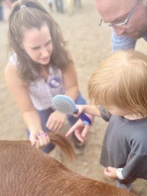 Learning to brush a miniature pony