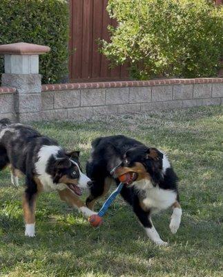 Sorry, my girls prefer to take action shots. Don't they look all fluffy and clean? They smell like Bath & Body Shop blackberries!