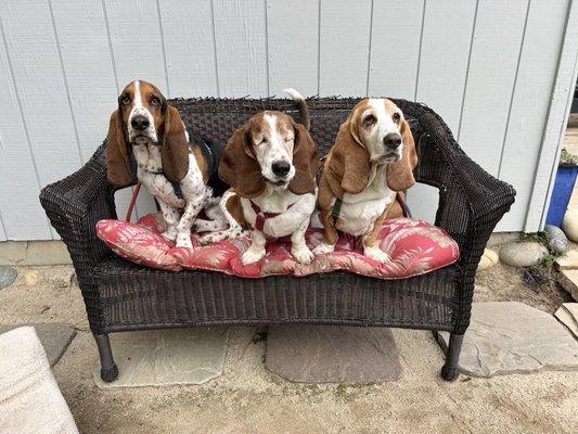 mitchell bassets