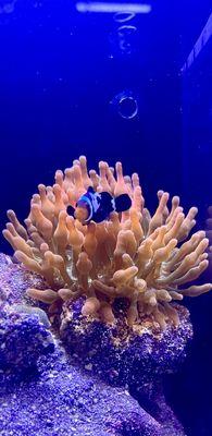 Large bubble tip anemone