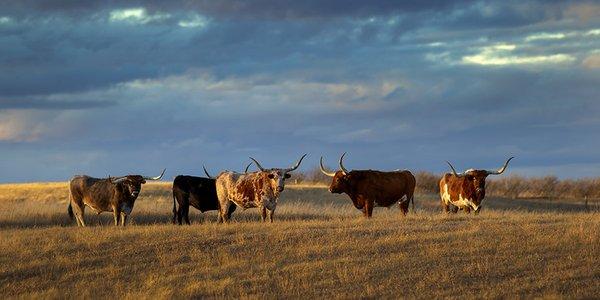 Andys Longhorns