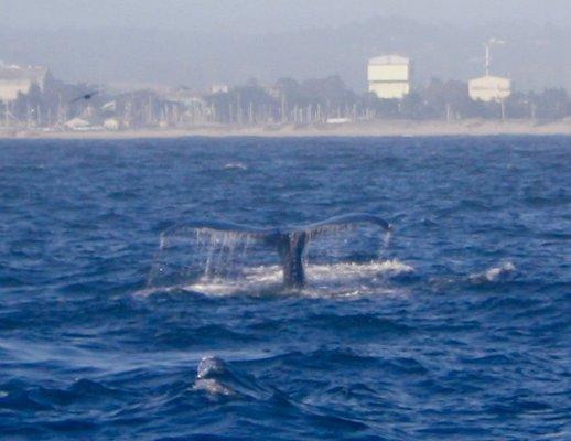 Whale watching out of Moss Landing, California