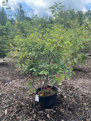 Serviceberry tree at Rutgers Nursery