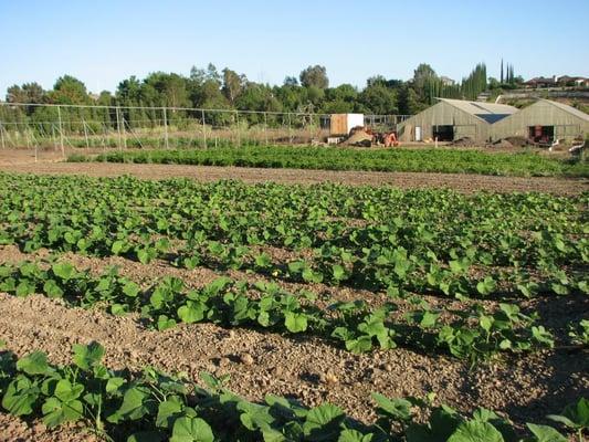 Rows of summer squash growing at Eli's Farm