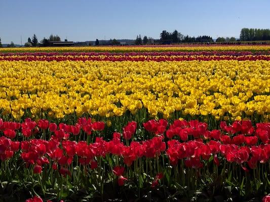 Skagit Valley Tulip Festival