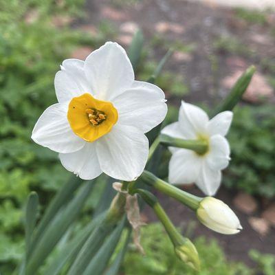 Chinese sacred lily, a kind of wild narcissus