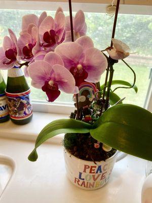 I made this for my sister a year ago and it just rebloomed.  It bloomed in March & this is at the end May 2024. What a quality orchid!!!