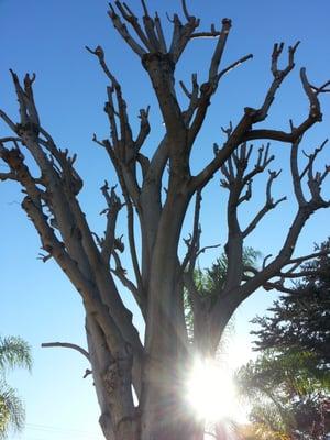 Our ash tree after a perfect job by Larry and company.