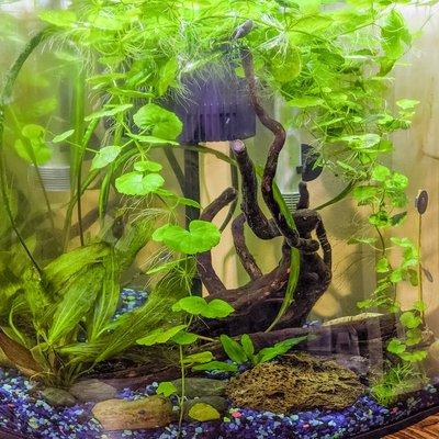 Alex's tank today, the Nymphoides Hydrophylla 'Taiwan' is doing so well we have clippings to go into the quarantine tank