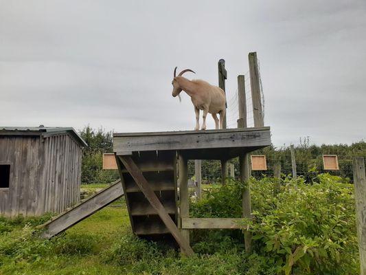 Shelburne Farm