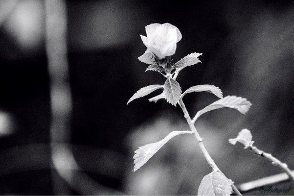 Got to McKee Botanical right as a rain shower stopped. Made for some very pretty photos.