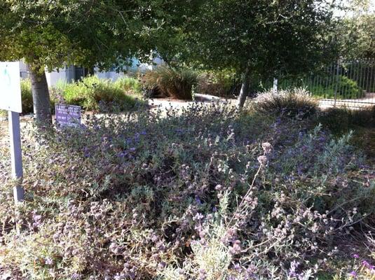 Drought tolerant vegetation throughout. These purple blooms attract hummingbirds (can you see one?)