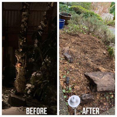 Before: large birch tree. After: no tree and no stump.