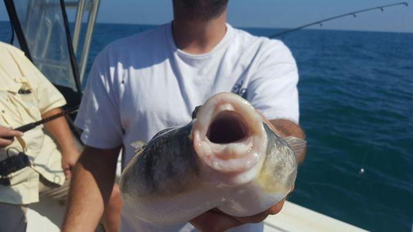 We caught all sorts of fish.