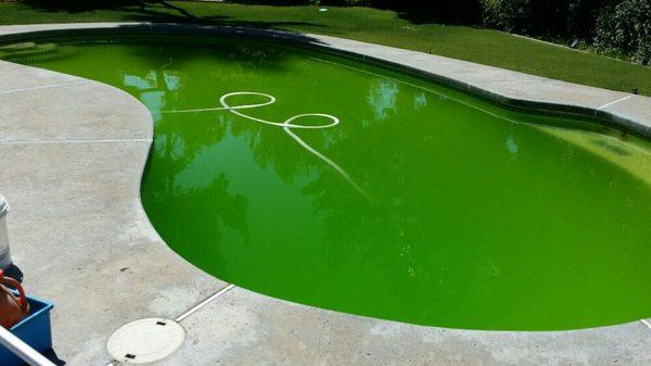 This customer's pool had only been green for a few days before they called us out to save it