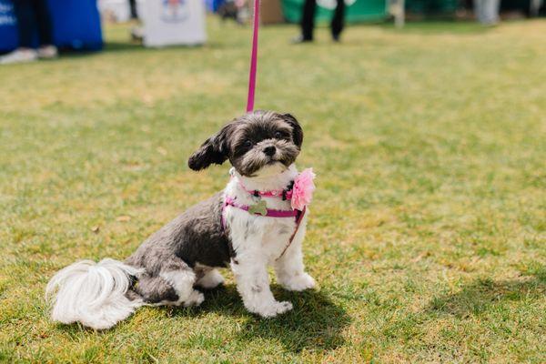 "I always get a fresh flower for my harness!"